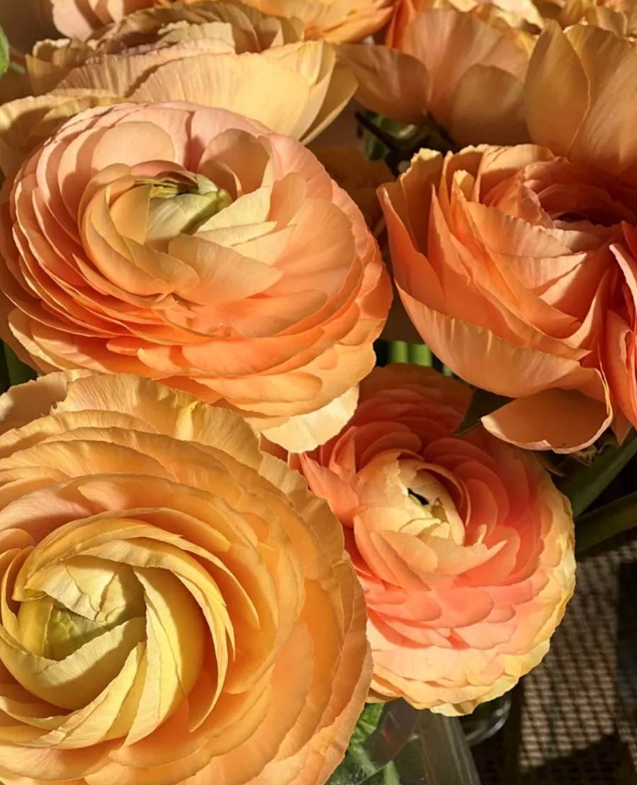 Italian Ranunculus - Success Honey, Size 4/5 Corms