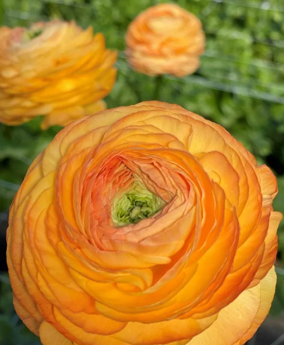 Italian Ranunculus - Success Honey, Size 4/5 Corms