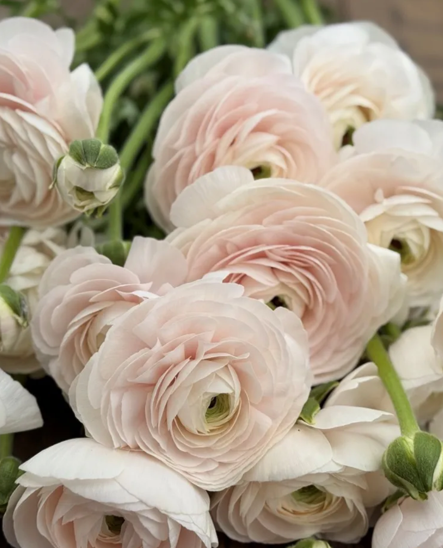 Italian Ranunculus - Success Hanoi, Size 4/5 Corms