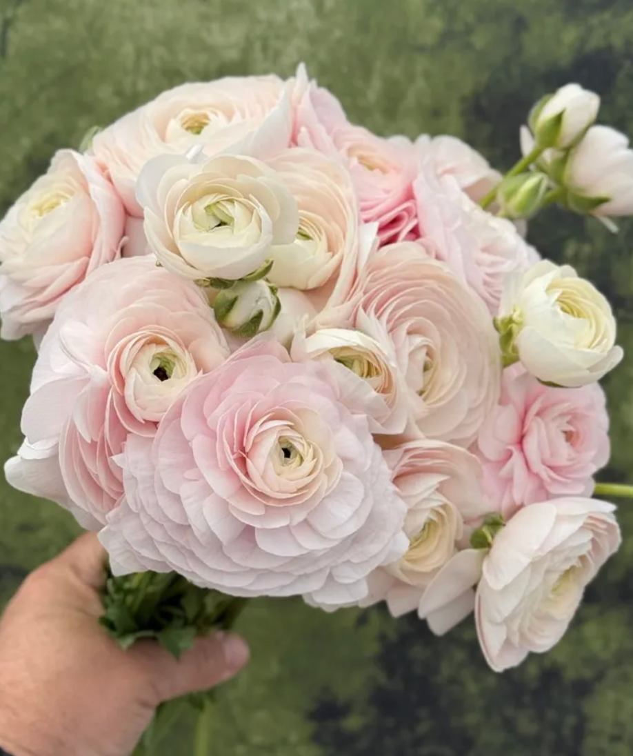 Italian Ranunculus - Success Hanoi, Size 4/5 Corms