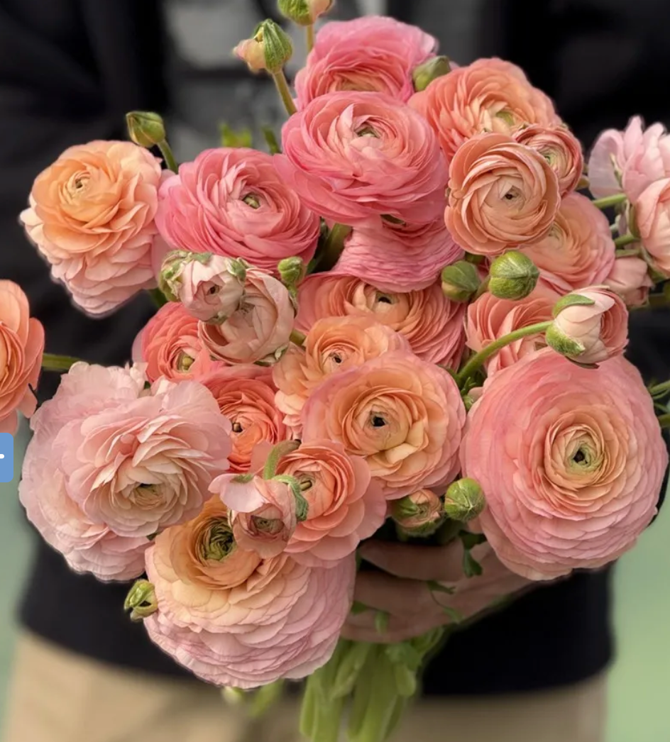 Italian Ranunculus - Elegance Salmone, Size 4/5 Corms