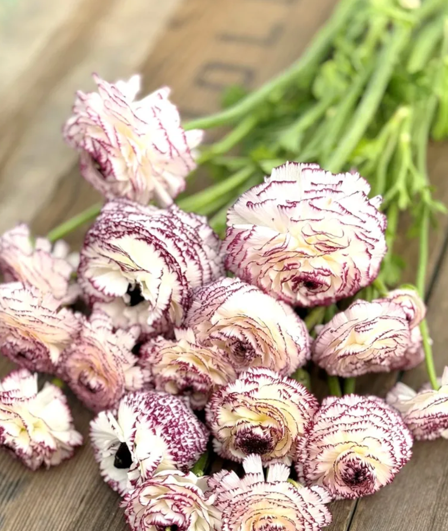 Italian Ranunculus - Elegance Bianco Striato, Size 5/7 Corms