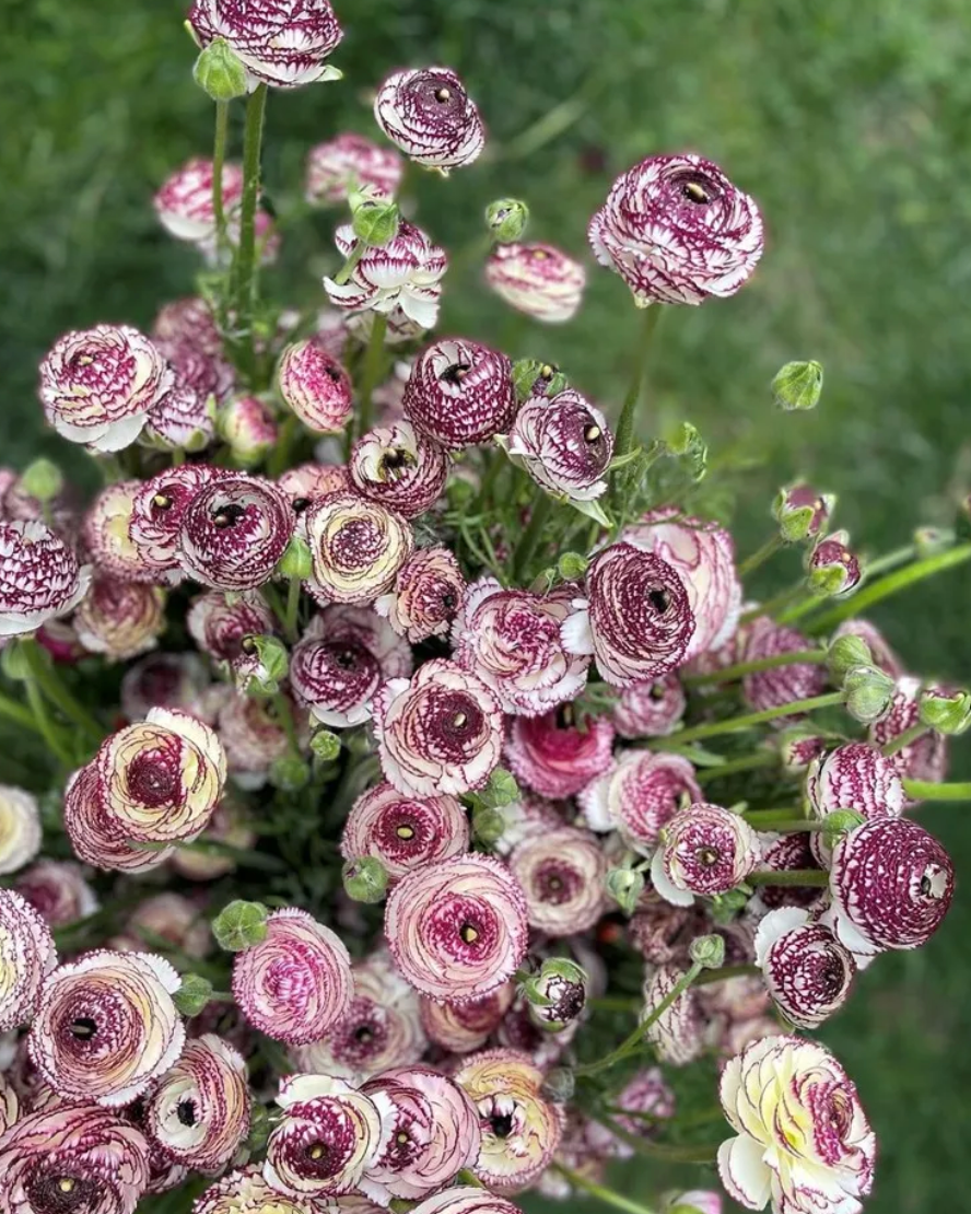 Italian Ranunculus - Elegance Bianco Striato, Size 5/7 Corms
