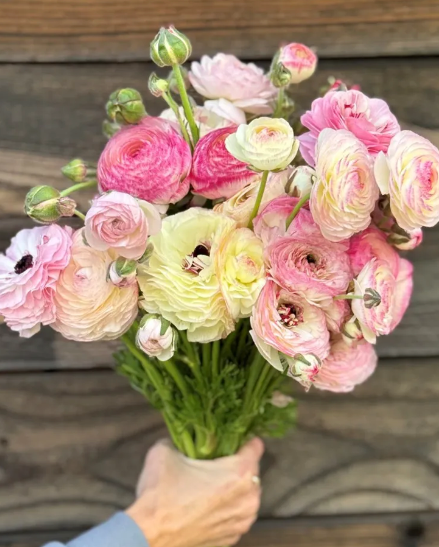 Italian Ranunculus - Elegance Bianco Sfumato, Size 4/5 Corms