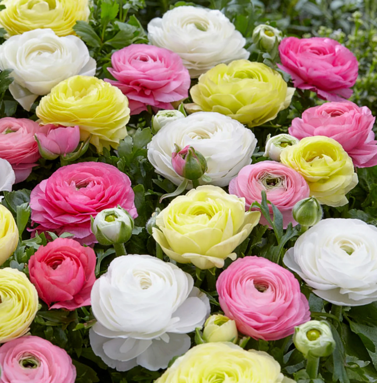 Tecolote - Jumbo size Ranunculus Corms 'Mixed Pastel' (Persian Buttercup), size 8+ corms