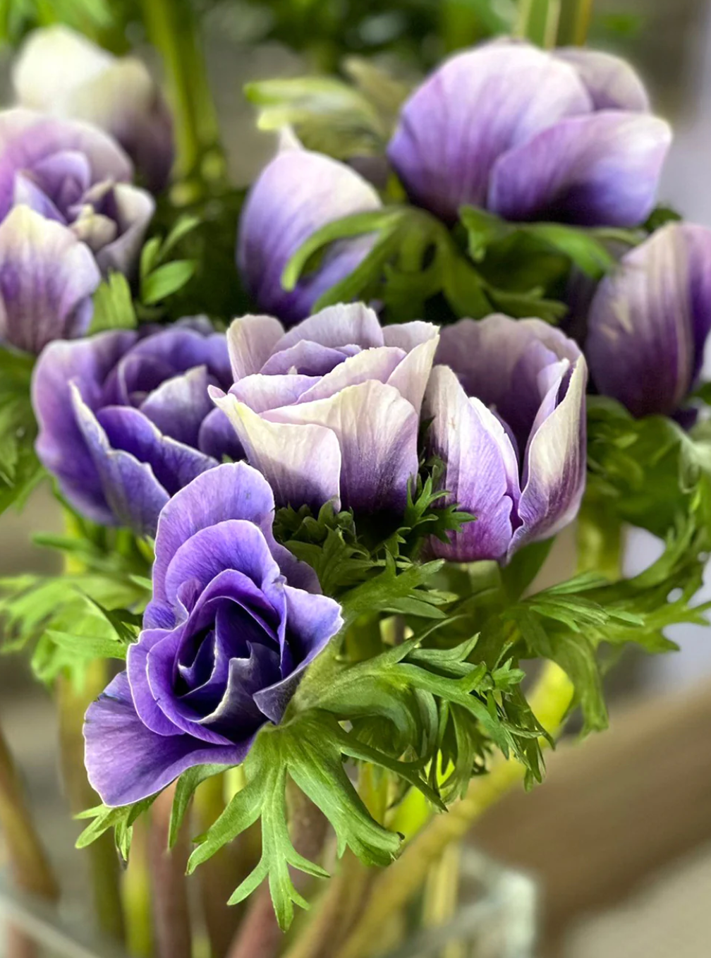 Anemone, Mistral PLUS ‘Azzurro’ (Size 5/7), Italian Grown Corms