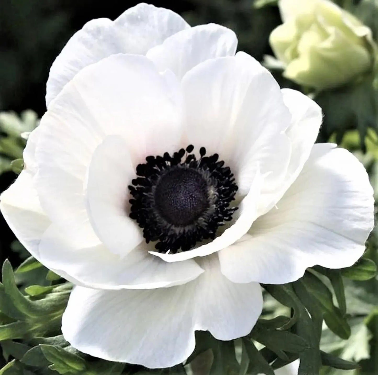 Anemone, Mistral PLUS ‘Panda’ (Size 5/7), Italian Grown Corms (Copy)