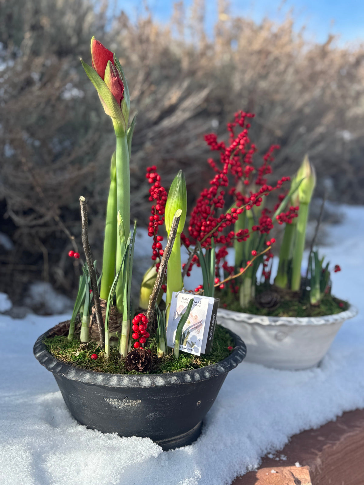 Holiday Amaryllis Centerpieces