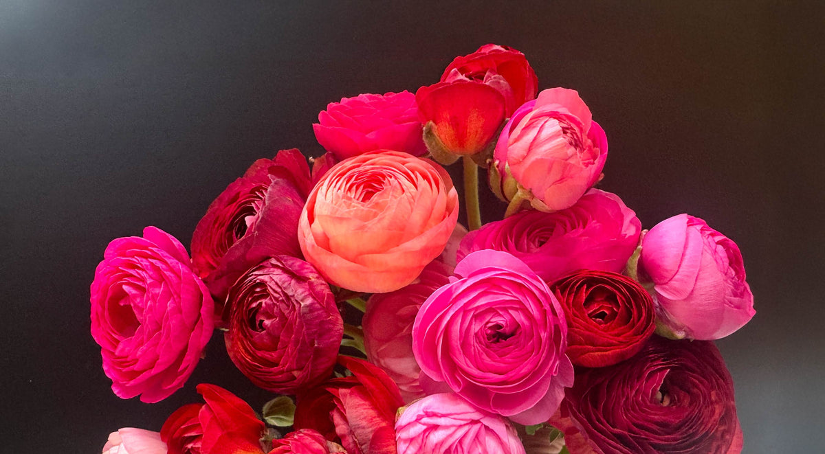 Silver Sage Garden Co. ranunculus blooms