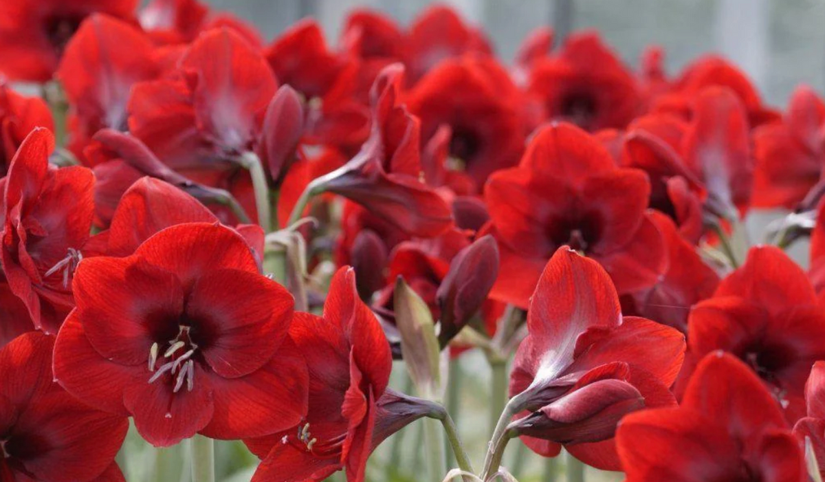 Peruvian Amaryllis Bulbs