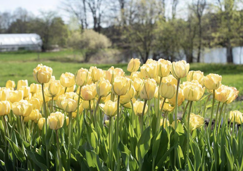 Akebono Tulip Bulbs – Double Late Tulip
