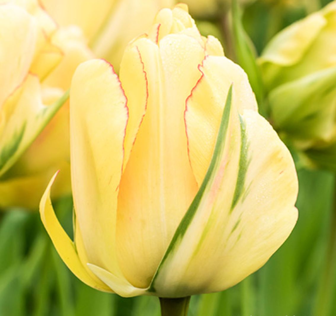 Akebono Tulip Bulbs – Double Late Tulip