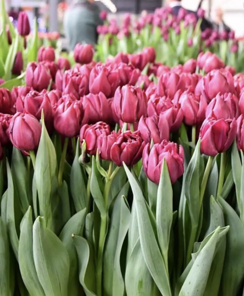 Alison Bradley Tulip Bulbs – Double Early Tulip