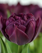 Alison Bradley Tulip Bulbs – Double Early Tulip