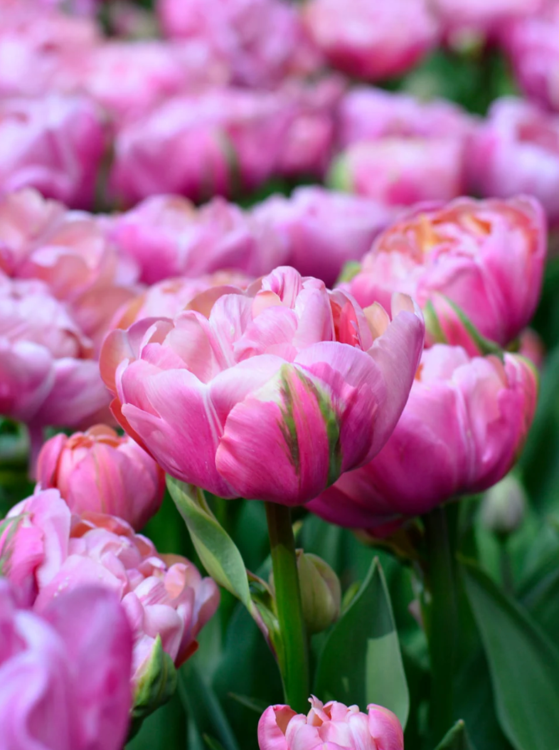 Amazing Grace Tulip Bulbs – Double Early Tulip