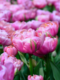 Amazing Grace Tulip Bulbs – Double Early Tulip
