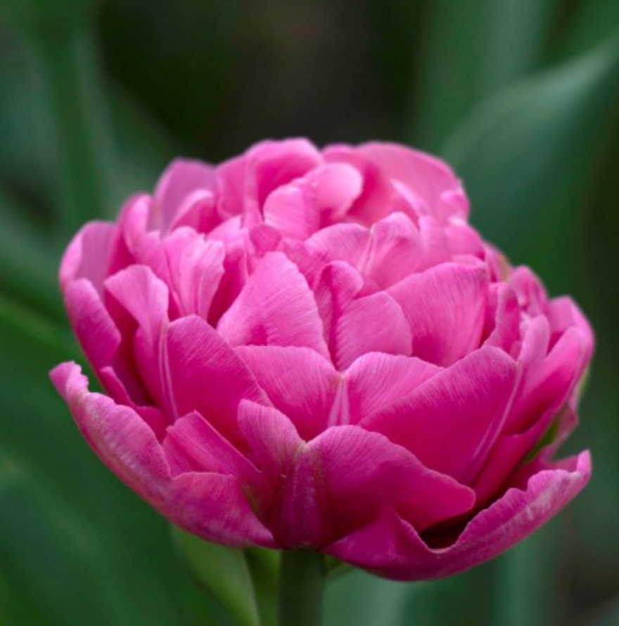 Amazing Grace Tulip Bulbs – Double Early Tulip
