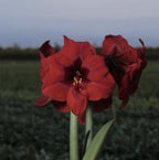 Peruvian Amaryllis Bulb 'Andes Fire' – Deep Velvet Red Christmas Amaryllis, 28/30 cm