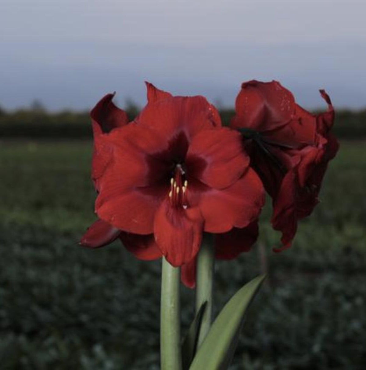 Peruvian Amaryllis Bulb 'Andes Fire' – Deep Velvet Red Christmas Amaryllis, 28/30 cm