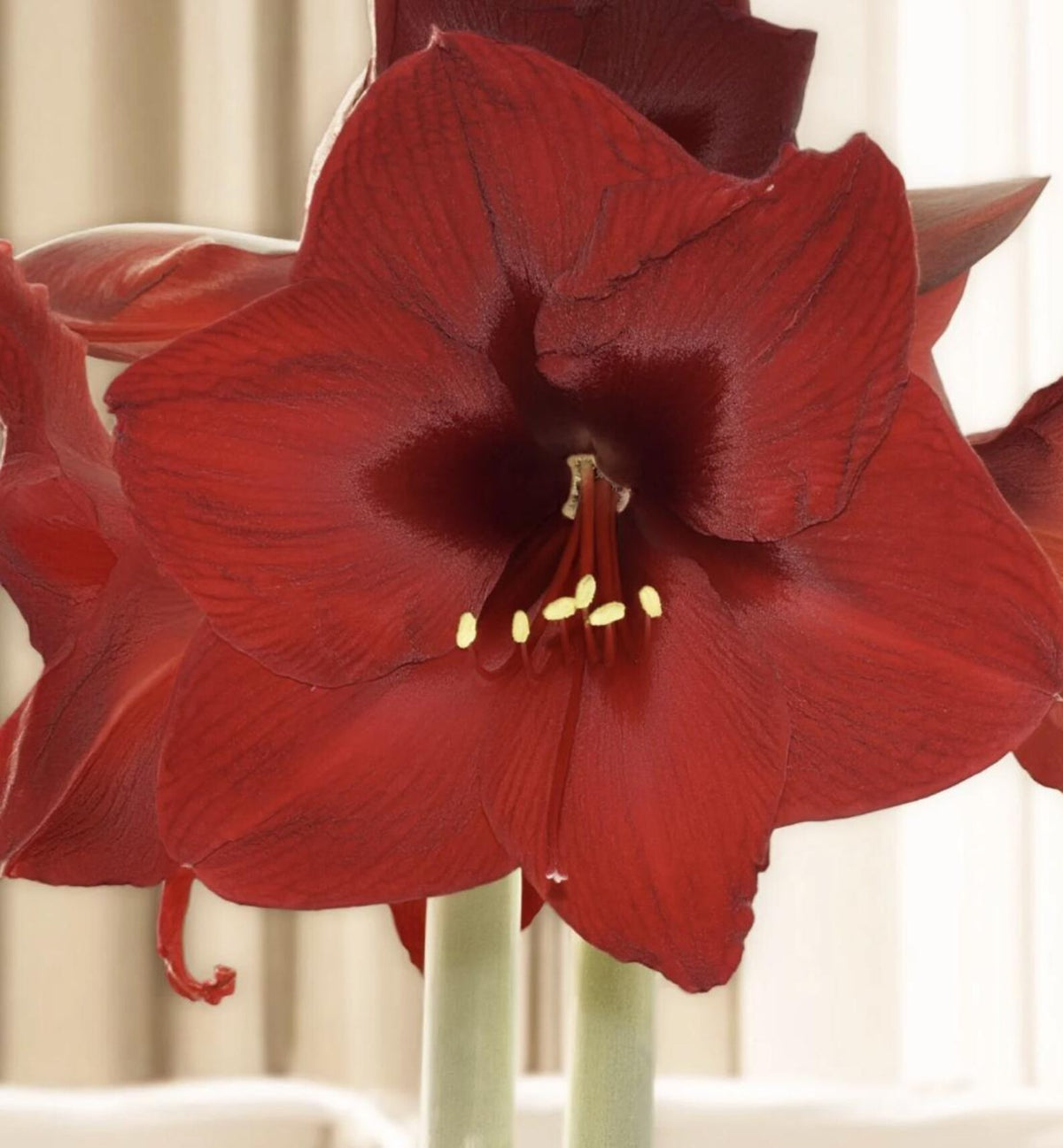 Peruvian Amaryllis Bulb 'Andes Fire' – Deep Velvet Red Christmas Amaryllis, 28/30 cm