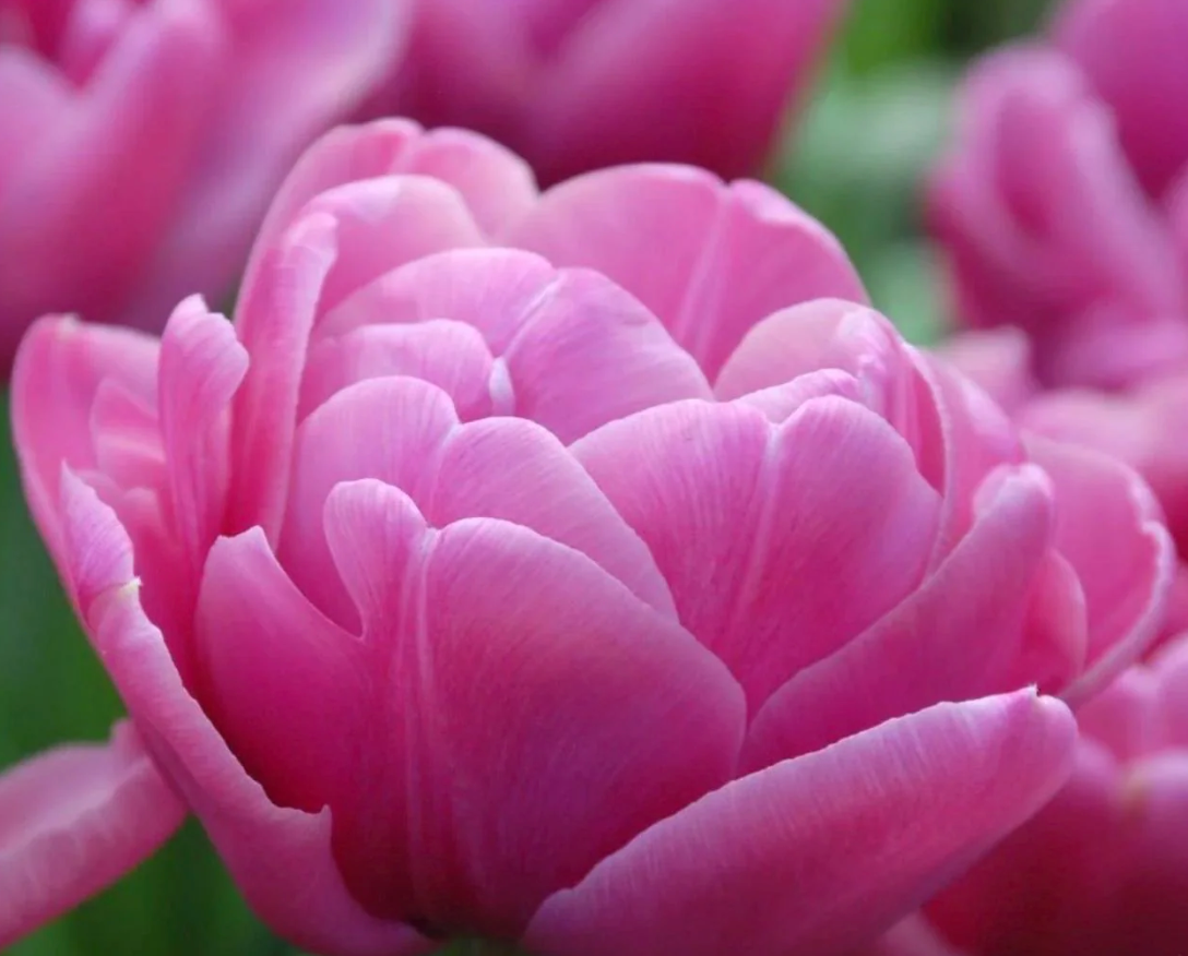 Backpacker Tulip Bulbs – Double Late Tulip