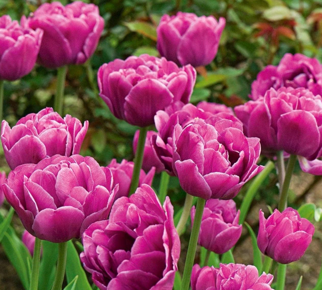 Backpacker Tulip Bulbs – Double Late Tulip
