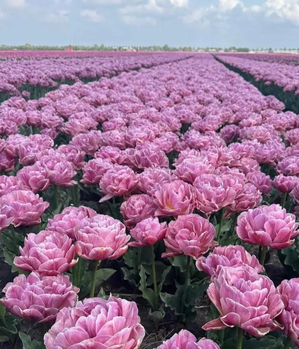 Beachberry Tulip Bulbs – Double Early Tulip