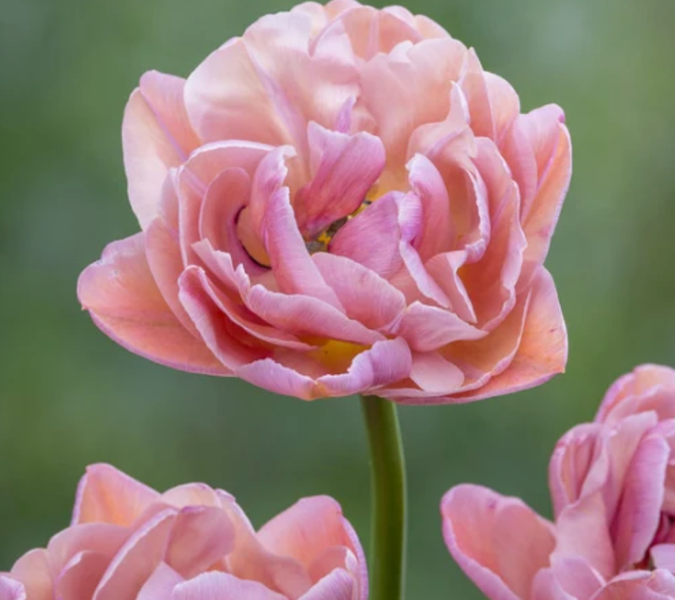 Beachberry Tulip Bulbs – Double Early Tulip