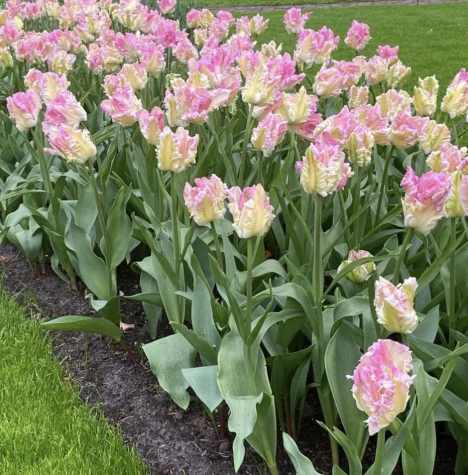 Parrot Tulip Bulbs 'Cabanna Parrot'