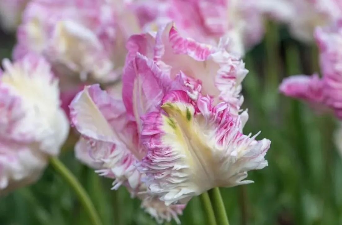 Parrot Tulip Bulbs 'Cabanna Parrot'