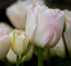 Charming Lady Tulip Bulbs – Fragrant Double Late Tulip