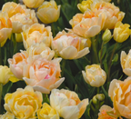 Charming Lady Tulip Bulbs – Fragrant Double Late Tulip
