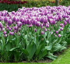 Crunchy Cummins Tulip Bulbs – Fringed Tulip