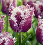 Crunchy Cummins Tulip Bulbs – Fringed Tulip