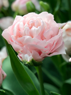 Dreamer Tulip Bulbs – Double Early Tulip