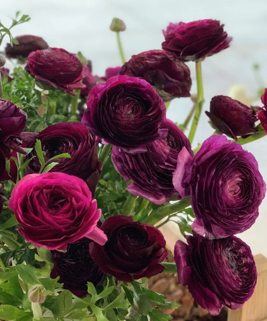 Italian Ranunculus - Elegance Viola, Size 5/7 Corms