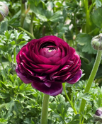 Italian Ranunculus - Elegance Viola, Size 5/7 Corms