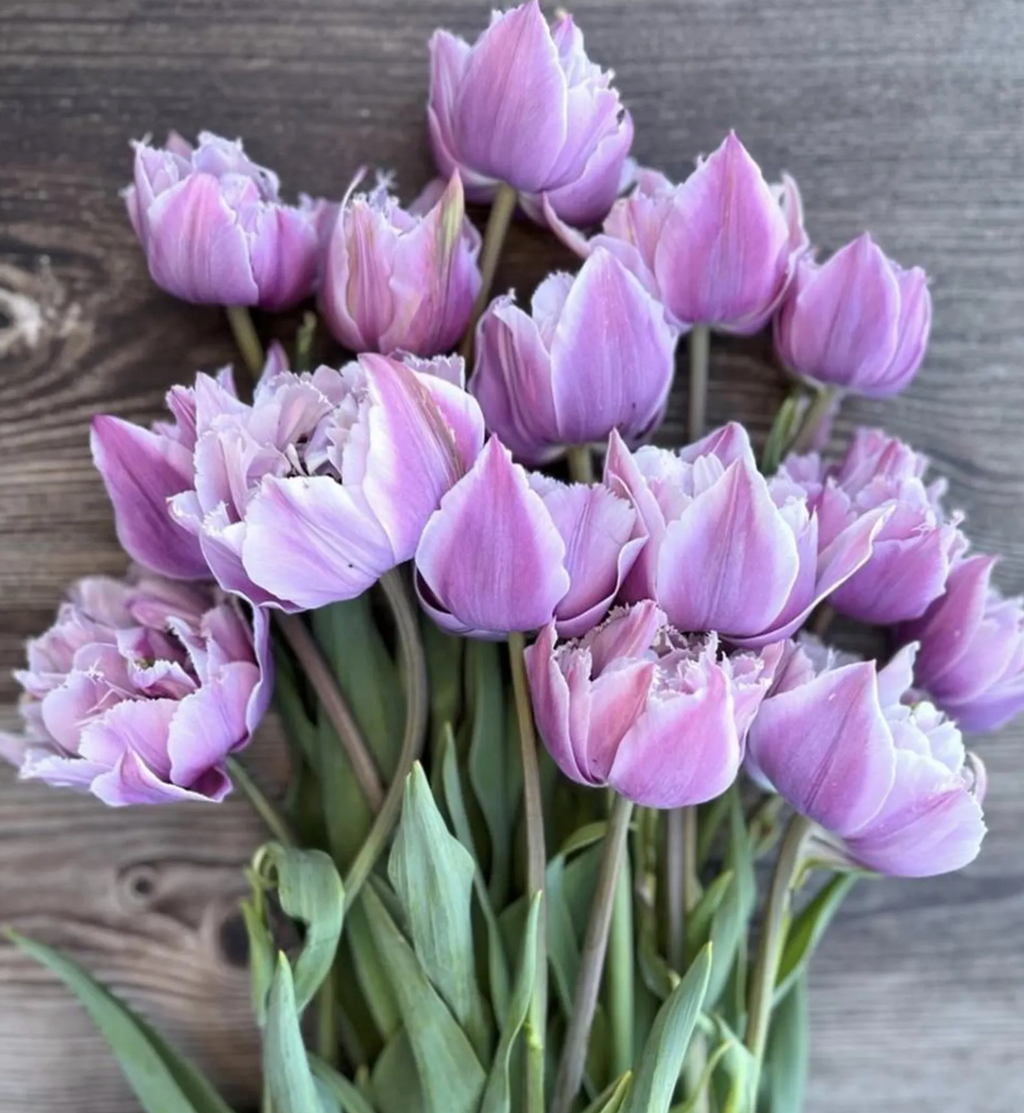 Great Barrier Reef Tulip Bulbs – Fringed Tulip