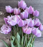 Great Barrier Reef Tulip Bulbs – Fringed Tulip