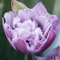 Great Barrier Reef Tulip Bulbs – Fringed Tulip