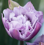 Great Barrier Reef Tulip Bulbs – Fringed Tulip