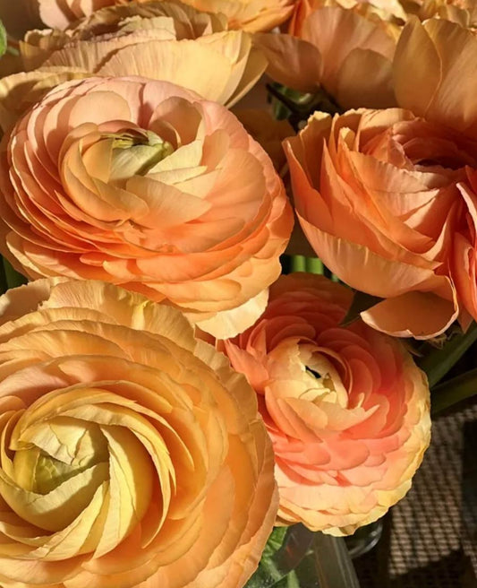Italian Ranunculus - Success Honey, Size 4/5 Corms