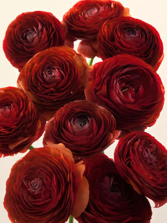 Italian Ranunculus - Elegance Cioccolato, Size 5/7 Corms