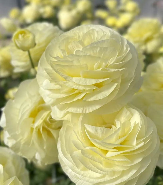 Italian Ranunculus - Elegance Crema, Size 5/7 Corms