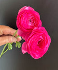 Italian Ranunculus - Elegance Rosa, Size 5/7 Corms