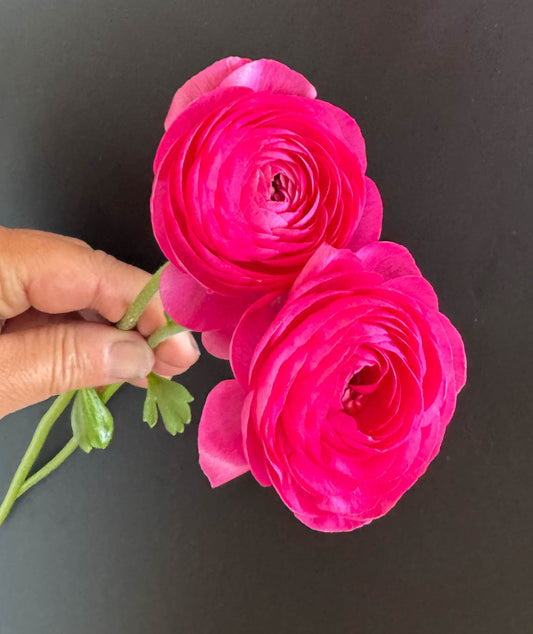 Italian Ranunculus - Elegance Rosa, Size 5/7 Corms