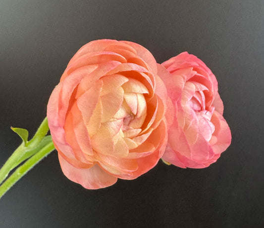 Italian Ranunculus - Elegance Salmone, Size 4/5 Corms