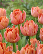 Lorenzo Tulip Bulbs – Double Early Tulip