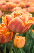 Lorenzo Tulip Bulbs – Double Early Tulip