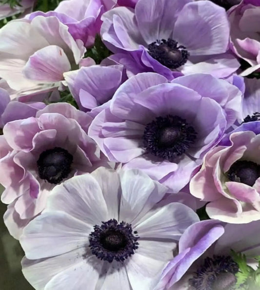 Anemone, Mistral PLUS ‘MILKA’ (Size 4/5), Italian Grown Corms